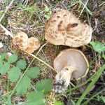 <?php the_title(); ?>