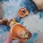 <?php the_title(); ?>