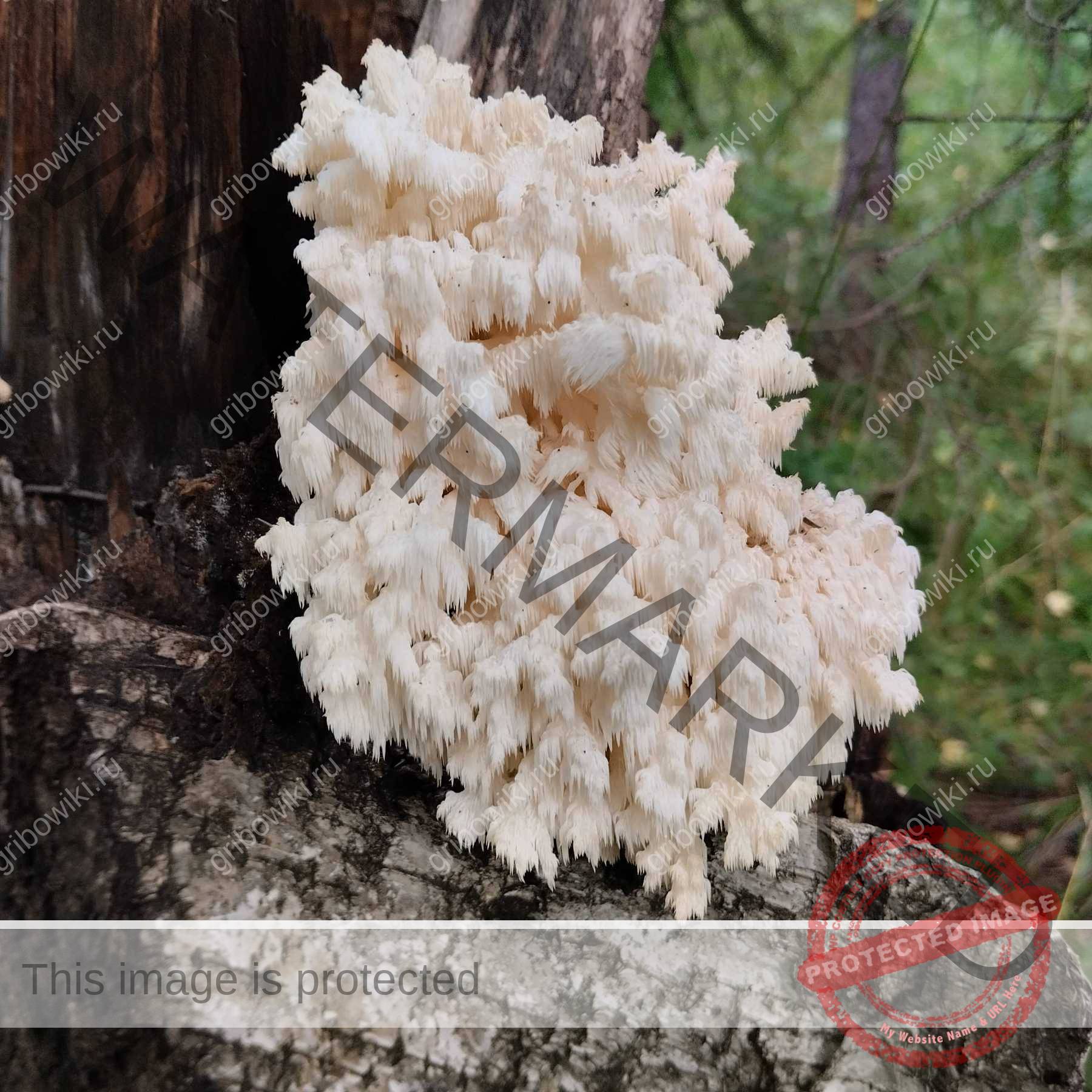 4013841461 Владимир просит распознать гриб