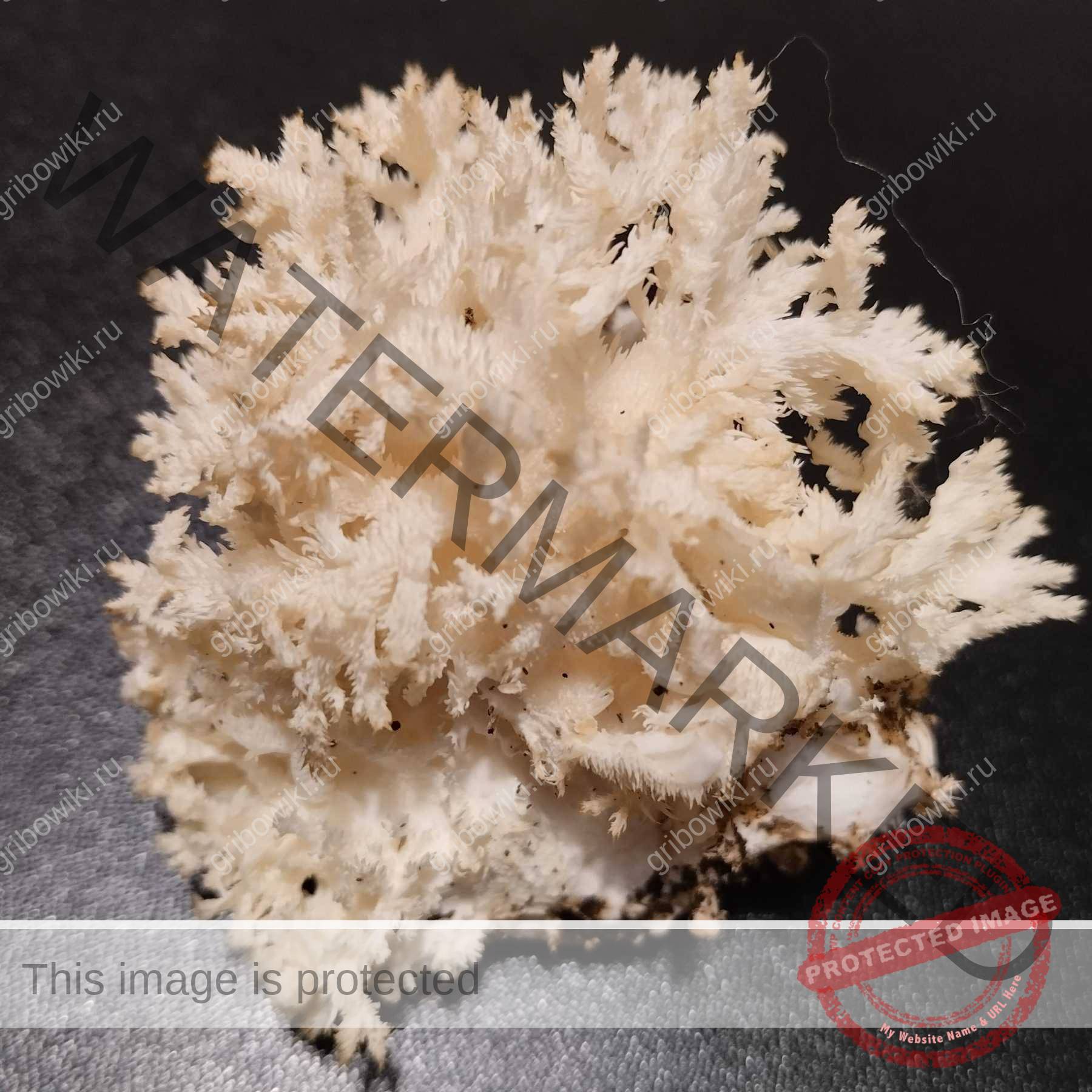 4974844047 Владимир просит распознать гриб