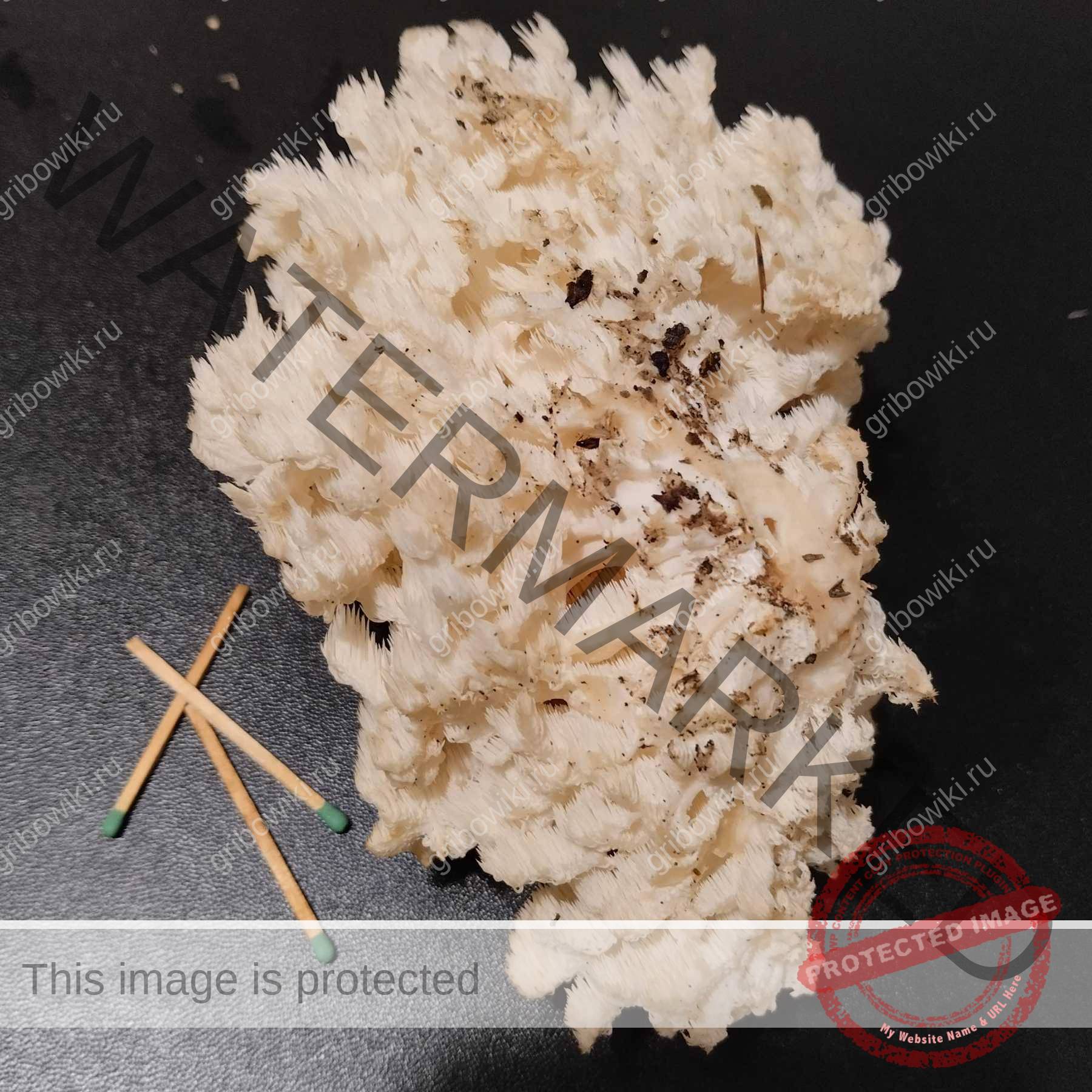 5606441056 Владимир просит распознать гриб