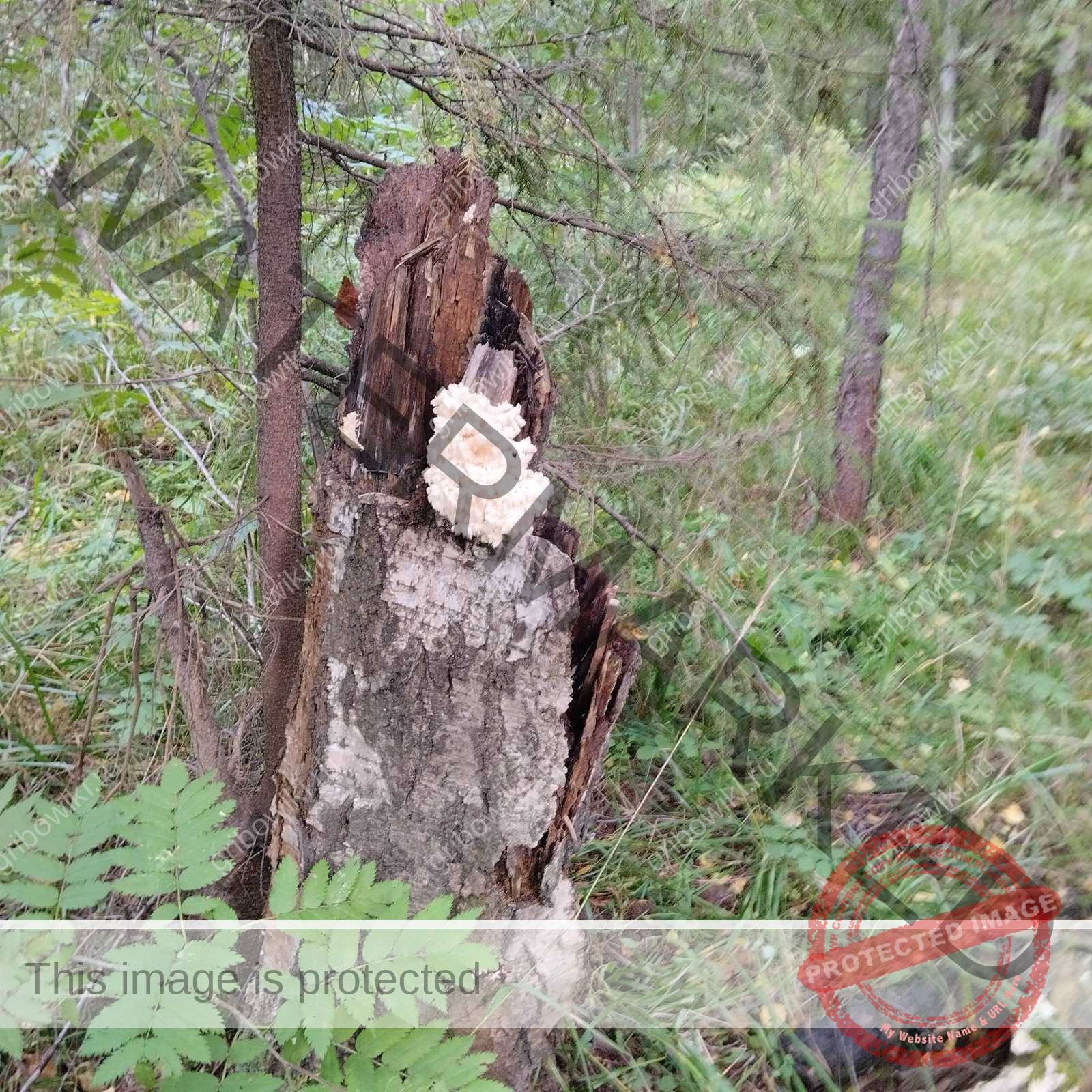 7902725106 Владимир просит распознать гриб