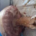 <?php the_title(); ?>