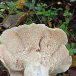 <?php the_title(); ?>