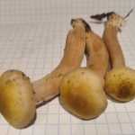 <?php the_title(); ?>