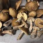 <?php the_title(); ?>