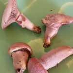 <?php the_title(); ?>