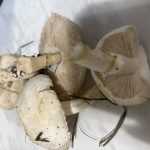 <?php the_title(); ?>