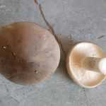 <?php the_title(); ?>